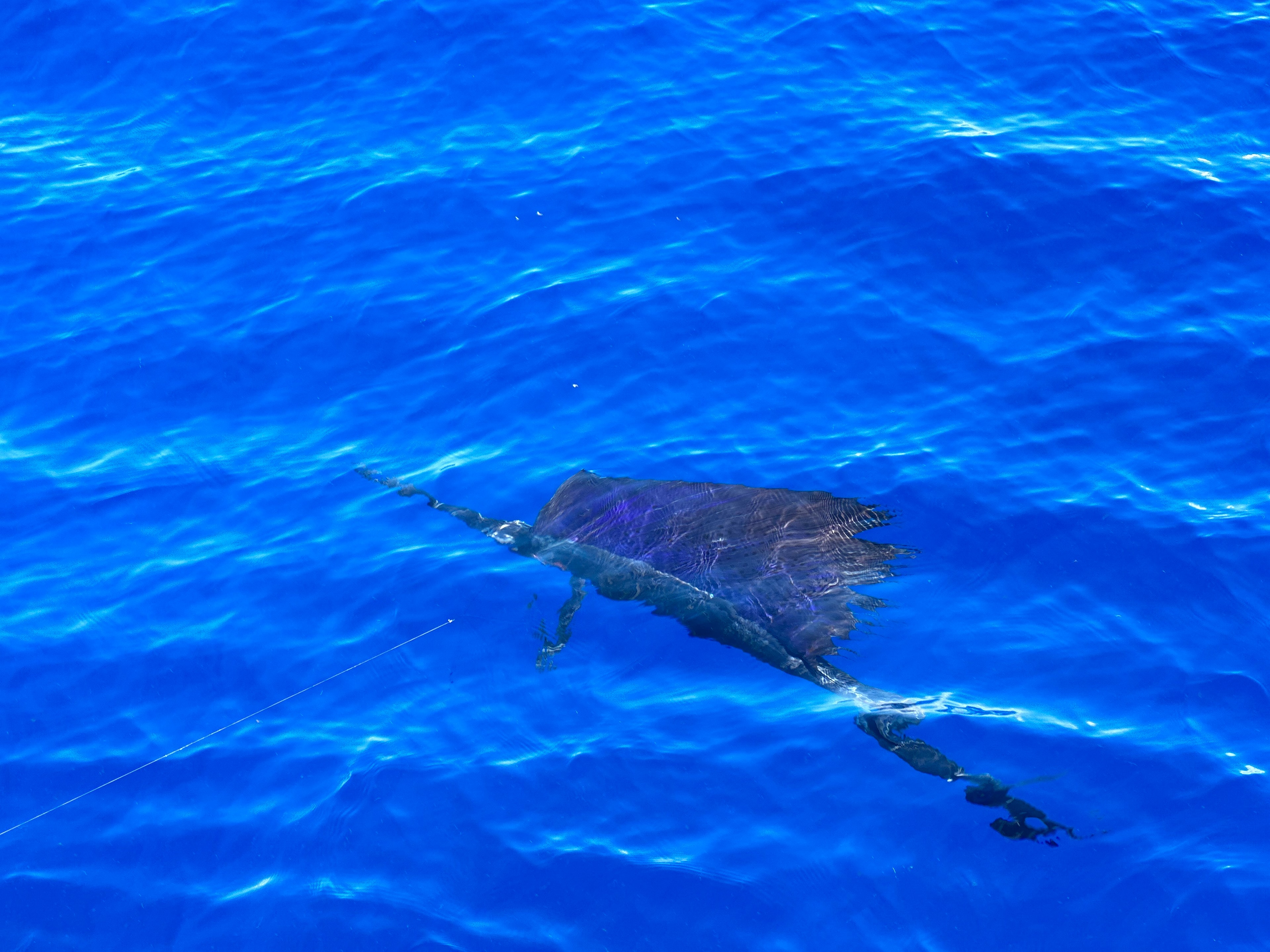 Angler holding a sailfish during a Miami kite fishing charter