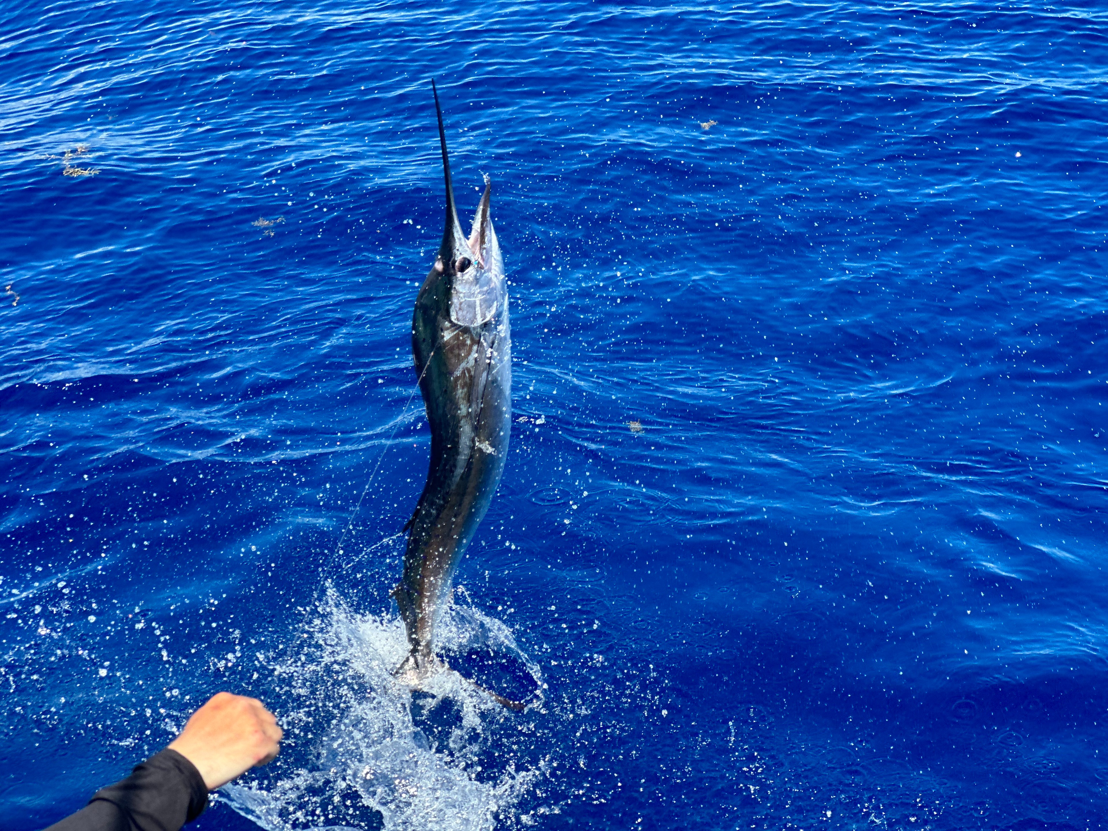Sailfish leaping out of the water during a kite fishing trip off Miami